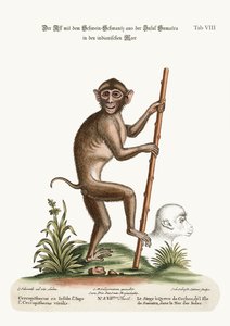 1749-73年、インド洋のスマトラ島の豚尾猿